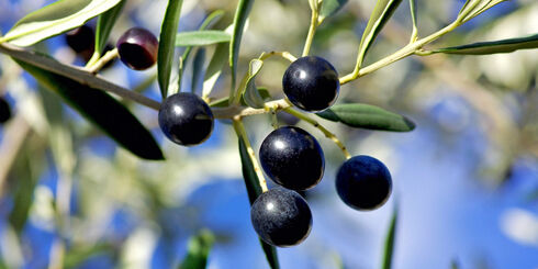 Worin unterscheiden sich eigentlich grüne und schwarze Oliven?